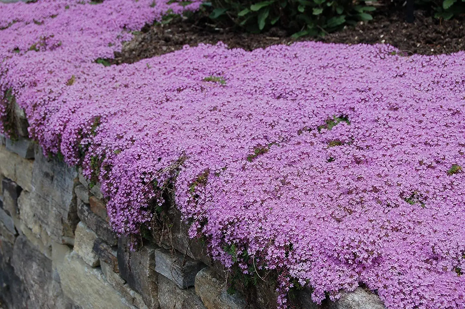 Thymus Serpyllum Blumensamen zur Aussaat Landhaus Garten wichtig Traditionssorte & ohne Gentechnik Samen Hausgarten