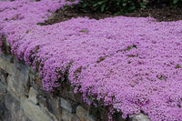 Thymus Serpyllum Blumensamen zur Aussaat Landhaus Garten wichtig Traditionssorte & ohne Gentechnik Samen Hausgarten