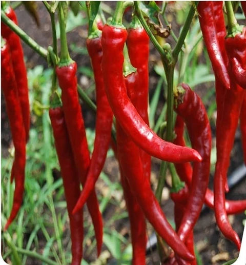 Salkim-Biber-Chilischoten-Pflanzsamen