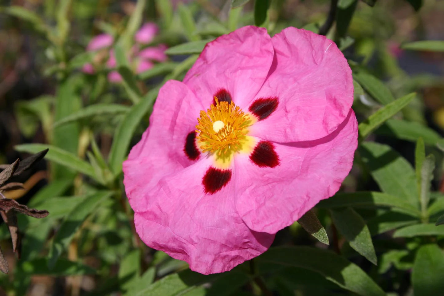 Zistrose Blumensamen zur Aussaat – Anzucht – Traditionssorte & ohne Gentechnik Samen Hausgarten