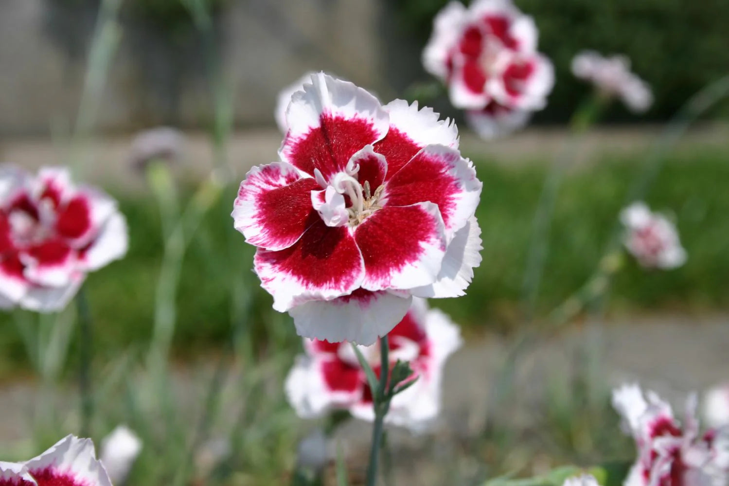 Weiß Violett Nelke Blumensamen zur Aussaat ideal Rabatten Traditionssorte & ohne Gentechnik Samen Hausgarten