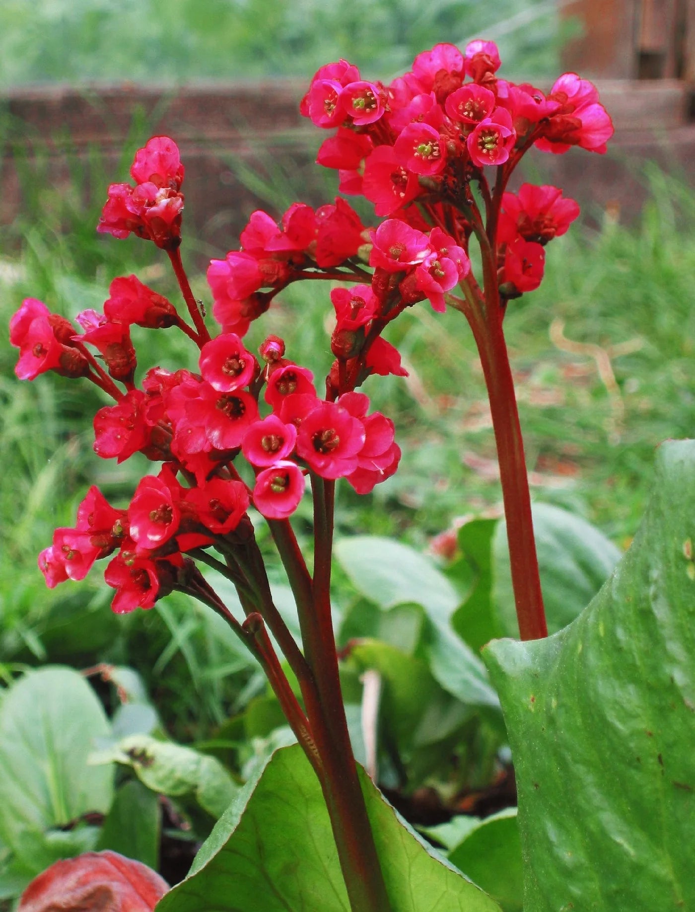 Rot Bergenia Cordifolia Blumensamen zur Aussaat – kompakt Wuchs – Traditionssorte & ohne Gentechnik Samen Hausgarten