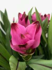 Curcuma Alismatifolia Blumensamen zur Aussaat Garten beliebt Traditionssorte & ohne Gentechnik Samen Hausgarten