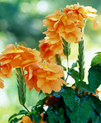 Crossandra Semi Blumensamen Aussaat Leitfaden leuchtend Blüten und üppig Greenery