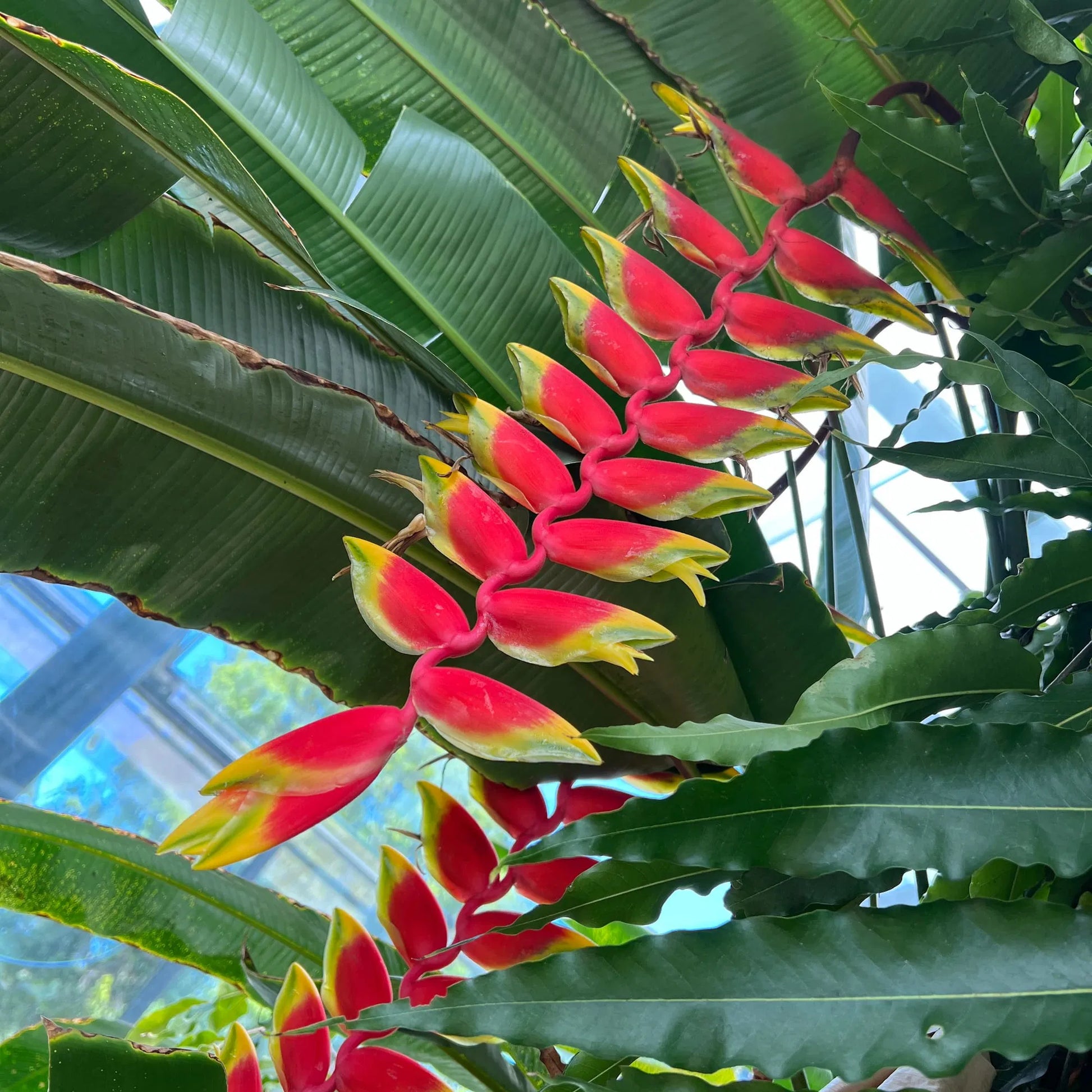 False Bird Paradise Blumensamen zur Aussaat farbenfroh Schau Traditionssorte & ohne Gentechnik Samen Hausgarten