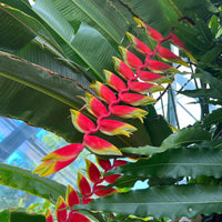 False Bird Paradise Blumensamen zur Aussaat farbenfroh Schau Traditionssorte & ohne Gentechnik Samen Hausgarten