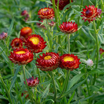 Rot-Gelb Straw Blumensamen zur Aussaat – leuchtend Blüten – Traditionssorte & ohne Gentechnik Samen Hausgarten