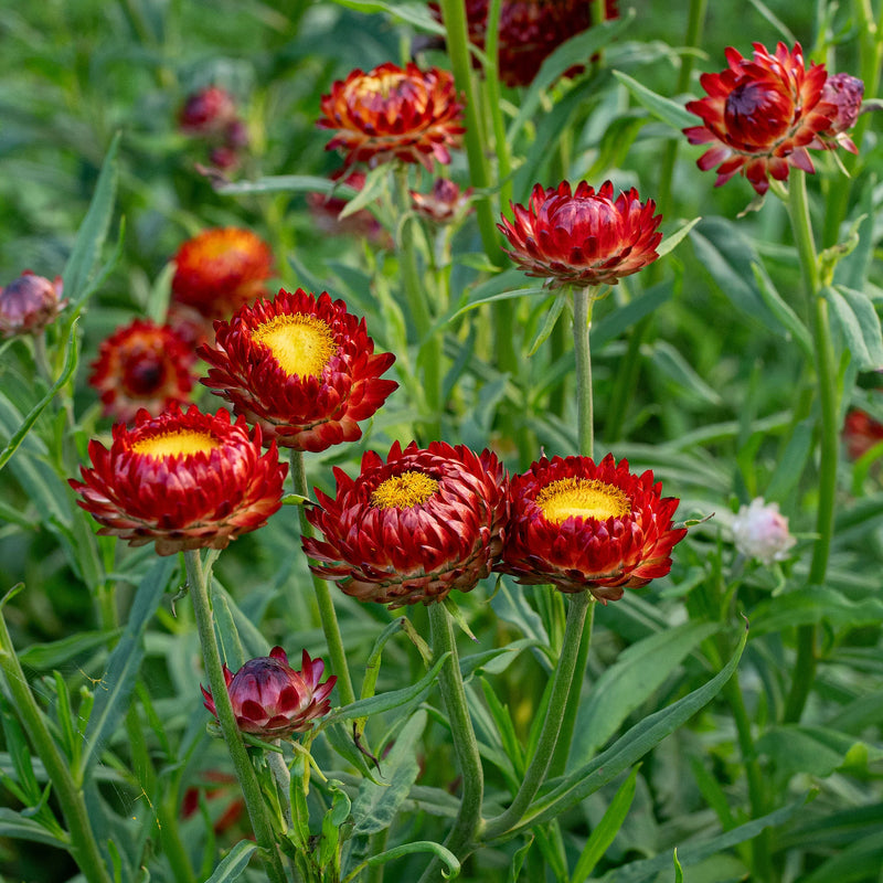 Rot-Gelb Straw Blumensamen zur Aussaat – leuchtend Blüten – Traditionssorte & ohne Gentechnik Samen Hausgarten