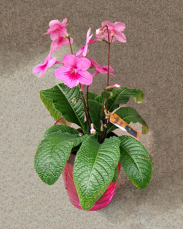 Streptocarpus Blumensamen zur Aussaat Anzucht Traditionssorte & ohne Gentechnik Samen Hausgarten