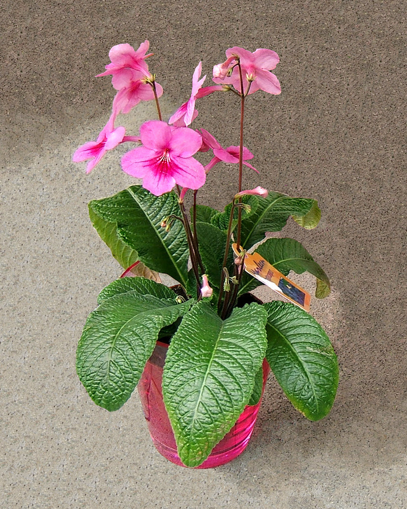 Streptocarpus Blumensamen zur Aussaat Anzucht Traditionssorte & ohne Gentechnik Samen Hausgarten