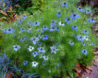 Gemischt Nigella Damascena Samen Anzucht Blumensamen
