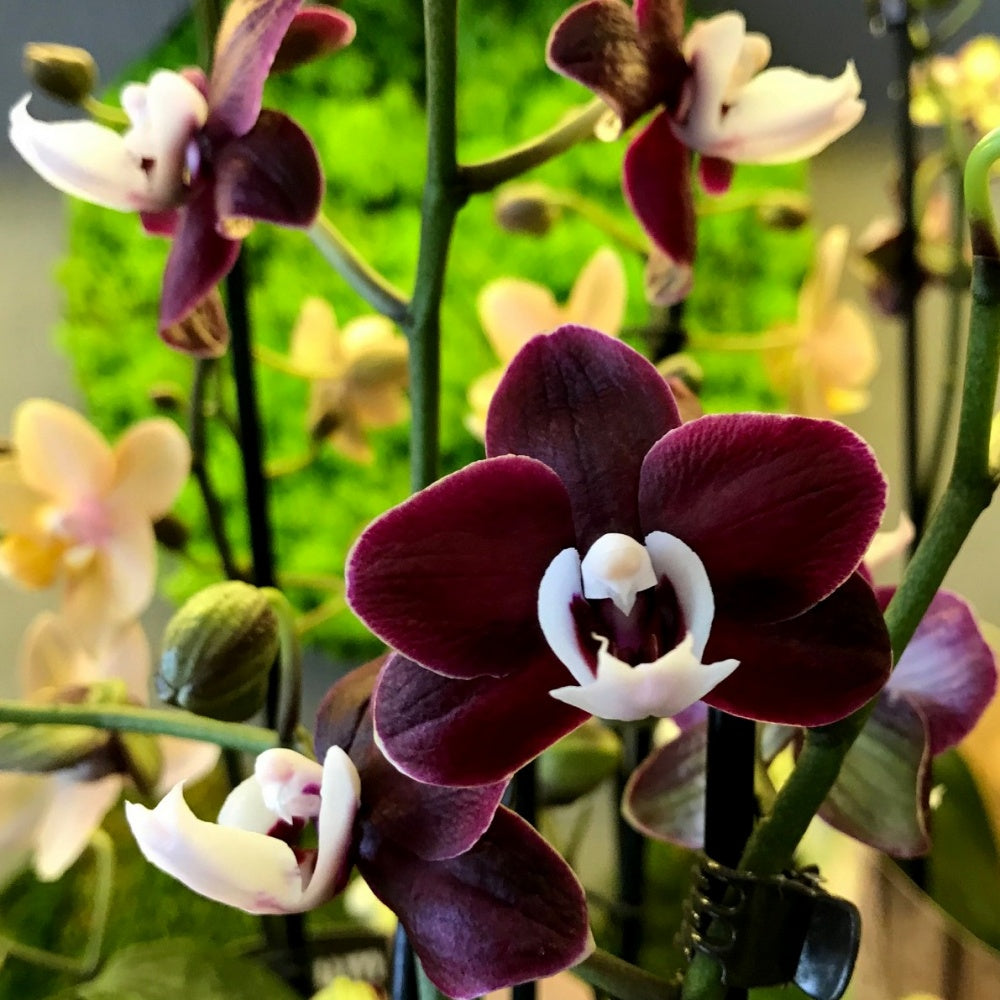 Chocolate phalaenopsis orchid blume samen for anpflanzung - perfect for borders, heirloom & gmo free samen for home garten
 
 sale for anpflanzung in home garten