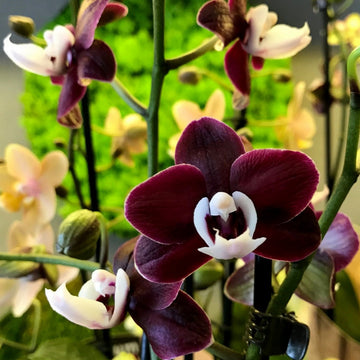 Chocolate phalaenopsis orchid blume samen for anpflanzung - perfect for borders, heirloom & gmo free samen for home garten
 
 sale for anpflanzung in home garten