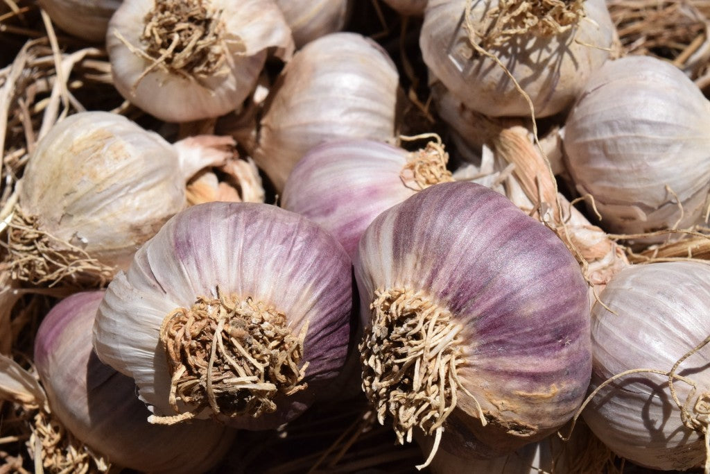 Vibrant knoblauch gemüse samen für aussaat: perfect colorful gardens samen