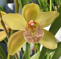 Heirloom (heirloom cymbidium) samen for anpflanzung in home garten