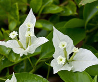 Weiß Drillingsblume Kousa Blumensamen zur Aussaat – elegant blühend Samen für wunderschöne Gärten
