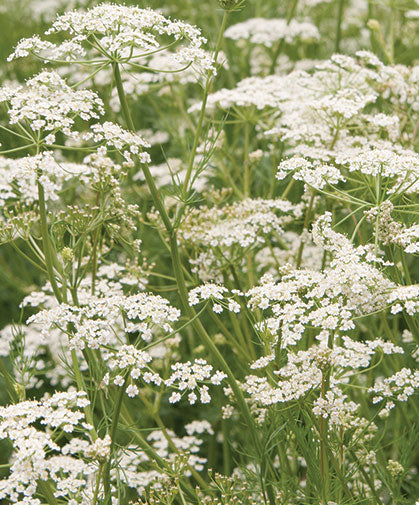 Caraway Blumensamen zur Aussaat Garten beliebt Traditionssorte & ohne Gentechnik Samen Hausgarten