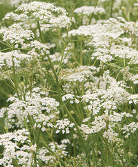 Caraway Blumensamen zur Aussaat Garten beliebt Traditionssorte & ohne Gentechnik Samen Hausgarten