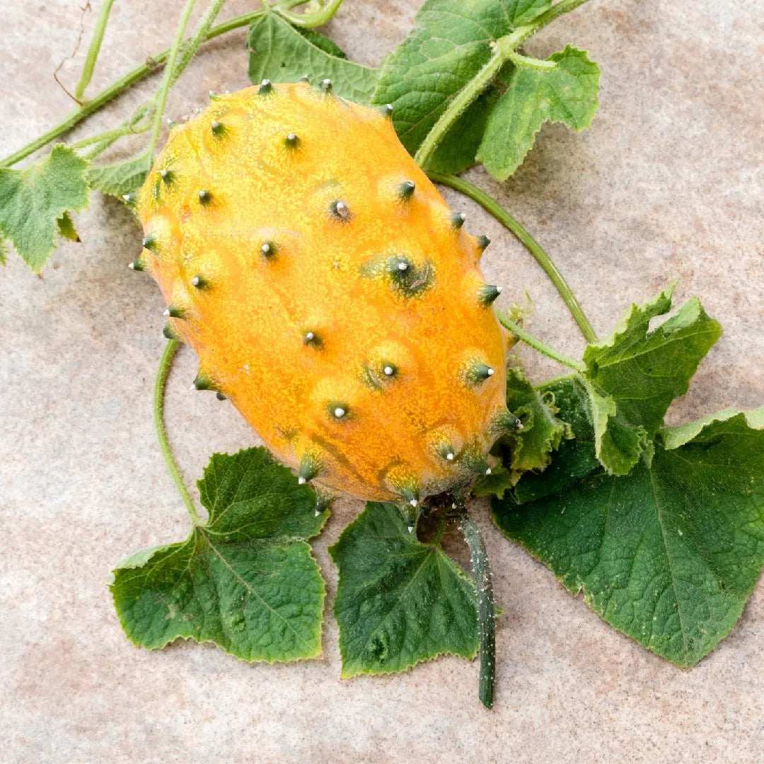 Cucumis Metuliferus (Horned Melon) Gemüse Samen zum Pflanzen