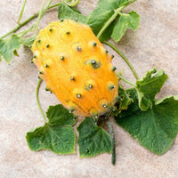 Cucumis Metuliferus (Horned Melon) Gemüse Samen zum Pflanzen