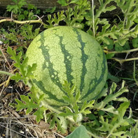 Rote Wassermelone rund Samen für einfaches Anpflanzen