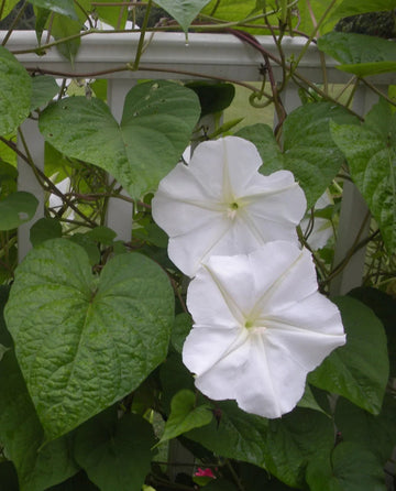 Moon blume samen for anpflanzung - seasonal bloomer, heirloom & gmo free samen for home garten
 
 sale samen for home garten