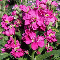 Levkoje Incana Blumensamen zur Aussaat – pflegeleicht – Traditionssorte & ohne Gentechnik Samen Hausgarten
