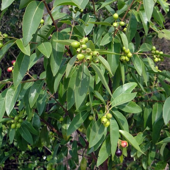 Santalum Album Blumensamen zur Aussaat pflegeleicht Traditionssorte & ohne Gentechnik Samen Hausgarten