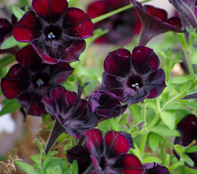 Petunie Debonair Schwarz Cherry Blumensamen zur Aussaat duftend Blüten Traditionssorte & ohne Gentechnik Samen Hausgarten