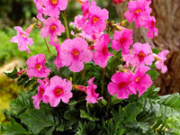 Rosa Incarvillea Blumensamen zur Aussaat – leuchtend mehrjährige Blüten