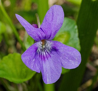 Veilchen Blumensamen zur Aussaat – leuchtend Blüten für Ihren Garten