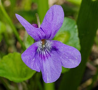 Veilchen Blumensamen zur Aussaat – leuchtend Blüten für Ihren Garten
