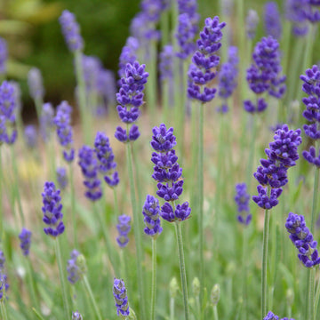 Blau angustifolia blume samen for anpflanzung - hardy variety, heirloom & gmo free samen for home garten
 
 sale for anpflanzung in home garten