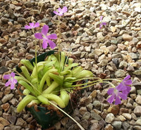 Fettkraut Moctezumae Blumensamen zur Aussaat Halbschatten verträglich Traditionssorte & ohne Gentechnik Samen Hausgarten