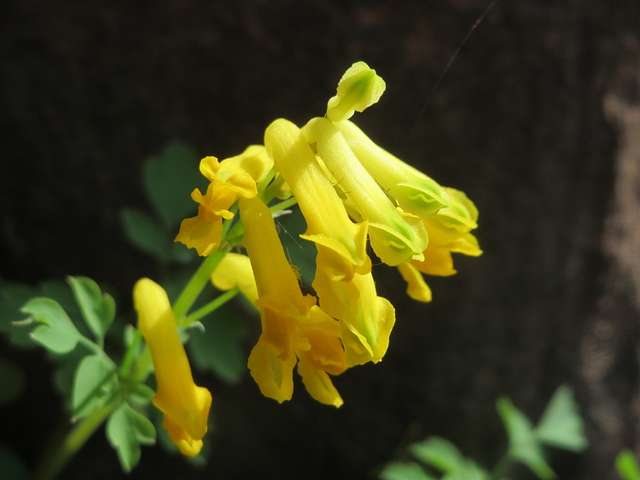 Gelb Corydalis Blumensamen zur Aussaat Garten beliebt Traditionssorte & ohne Gentechnik Samen Hausgarten