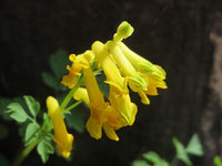 Gelb Corydalis Blumensamen zur Aussaat Garten beliebt Traditionssorte & ohne Gentechnik Samen Hausgarten