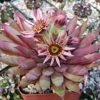 Sempervivum Blumensamen zur Aussaat – leuchtend – Traditionssorte & ohne Gentechnik Samen Hausgarten