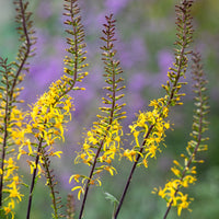 Ligularia (ligularia przewalskii) samen for anpflanzung in home garten