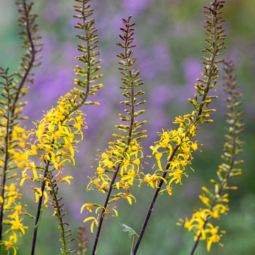 Ligularia (ligularia przewalskii) samen for anpflanzung in home garten