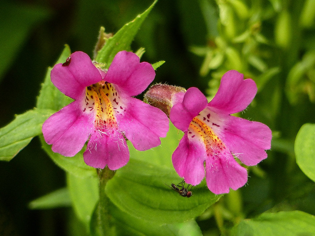 Lila Mimulus Lewisii Blumensamen zur Aussaat – Anzucht – Traditionssorte & ohne Gentechnik Samen Hausgarten