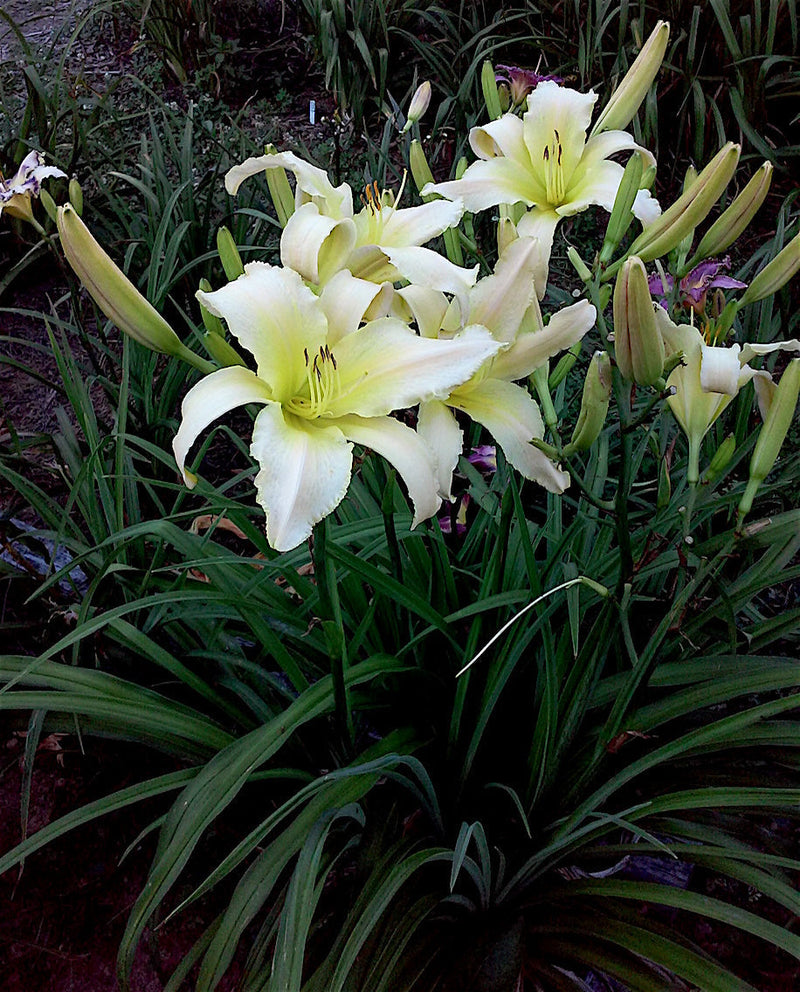 Hemerocallis (hemerocallis lady) samen for anpflanzung in home garten