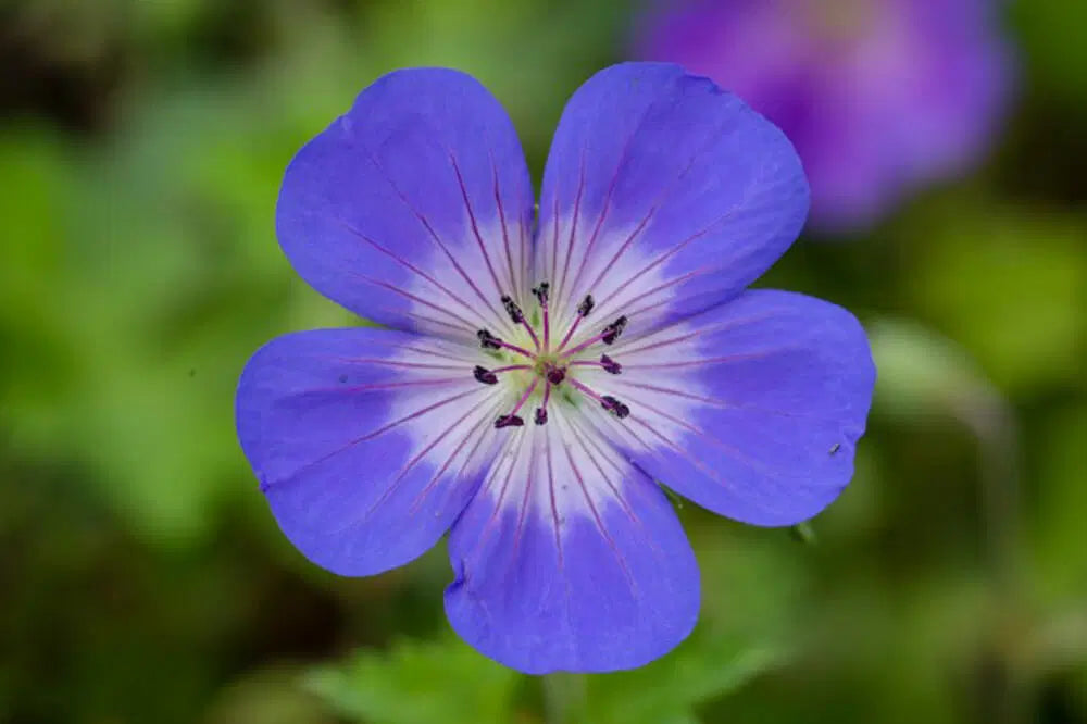 Violett & Weiß Geraniums Blumensamen zur Aussaat – leuchtend Blüten – Traditionssorte & ohne Gentechnik Samen Hausgarten