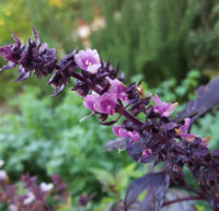 Basil Blumensamen zur Aussaat lang Blüte Saison Traditionssorte & ohne Gentechnik Samen Hausgarten