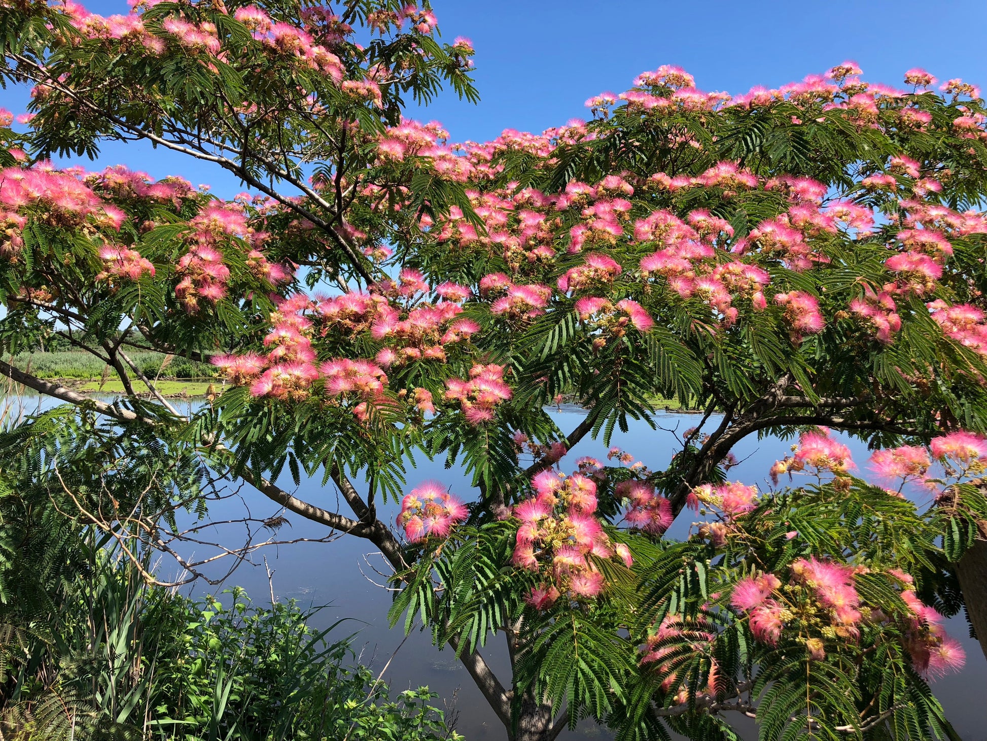 Albizia julibrissin samen for anpflanzung: silk tree variety blume