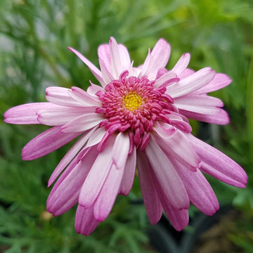 Argyranthemum Blumensamen: wichtig Aussaat Leitfaden