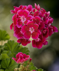 Gemischt Pelargonium Blumensamen zur Aussaat