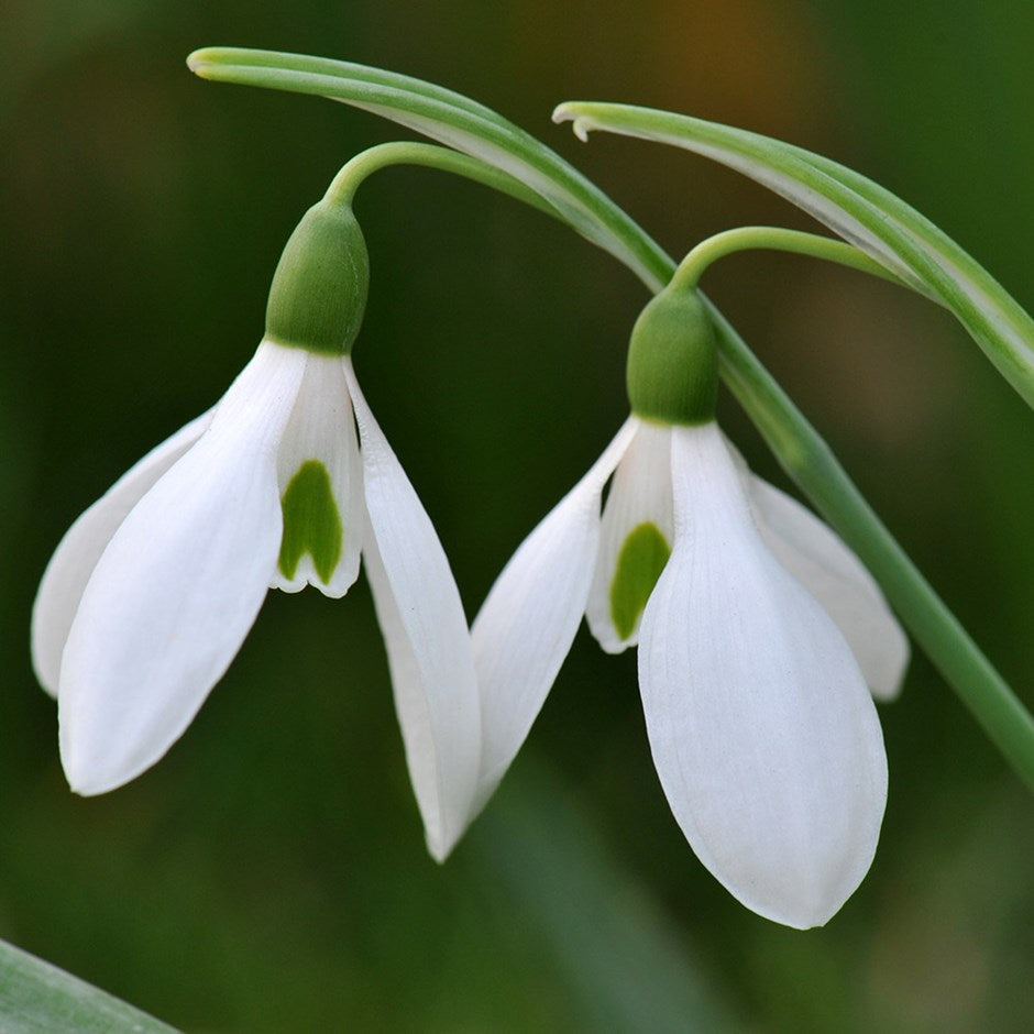 Galanthus Blumensamen zur Aussaat – kompakt Wuchs – Traditionssorte & ohne Gentechnik Samen Hausgarten