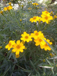 Gelb Tagetes Lemmonii Blumensamen zur Aussaat – Bestäuber freundlich – Traditionssorte & ohne Gentechnik Samen Hausgarten