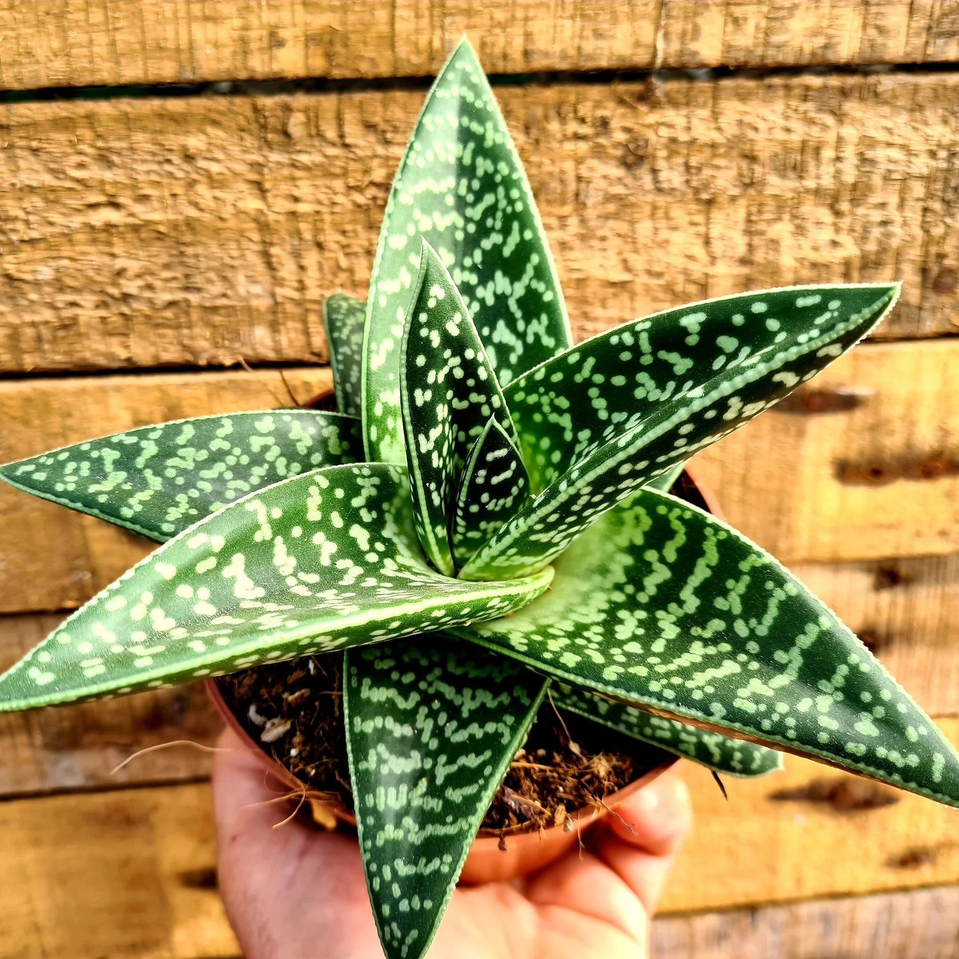 Grün Aloe Variegata zur Aussaat – leuchtend – Traditionssorte & ohne Gentechnik Samen Hausgarten