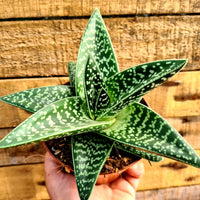 Grün Aloe Variegata zur Aussaat – leuchtend – Traditionssorte & ohne Gentechnik Samen Hausgarten